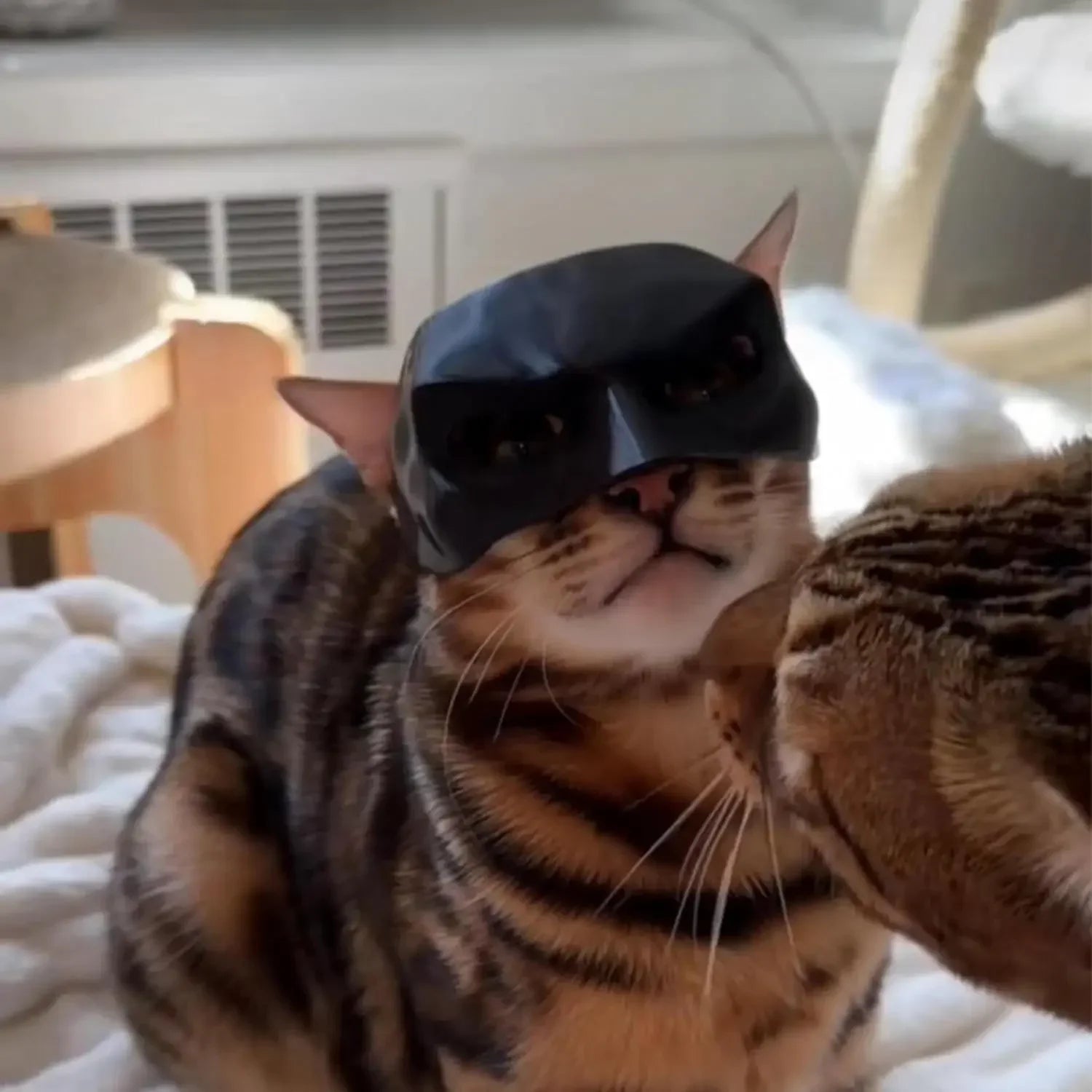 Cat Bat Cool Man Mask Cat Avenger Mask Matte Cute Bat Mask Superhero Toys Cat Bat Halloween Costume For Cats Pet Supplies